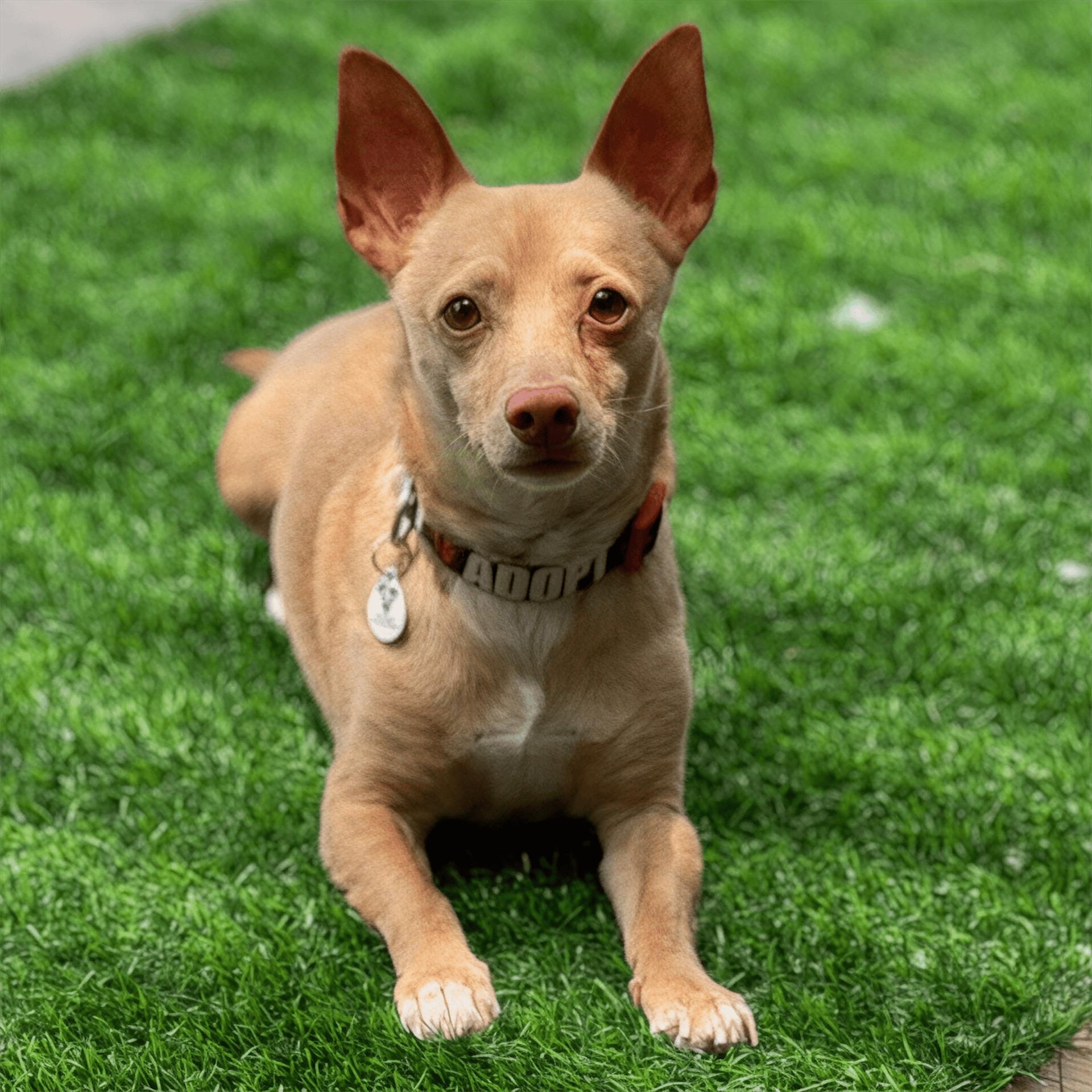 Enlarge Wilbur, a Adoptable mixed breed in Mead, CO image 1/6