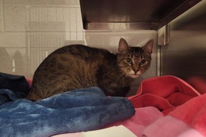 Bucket Head, Adoptable, Adult Male Domestic Short Hair & Domestic Short Hair.