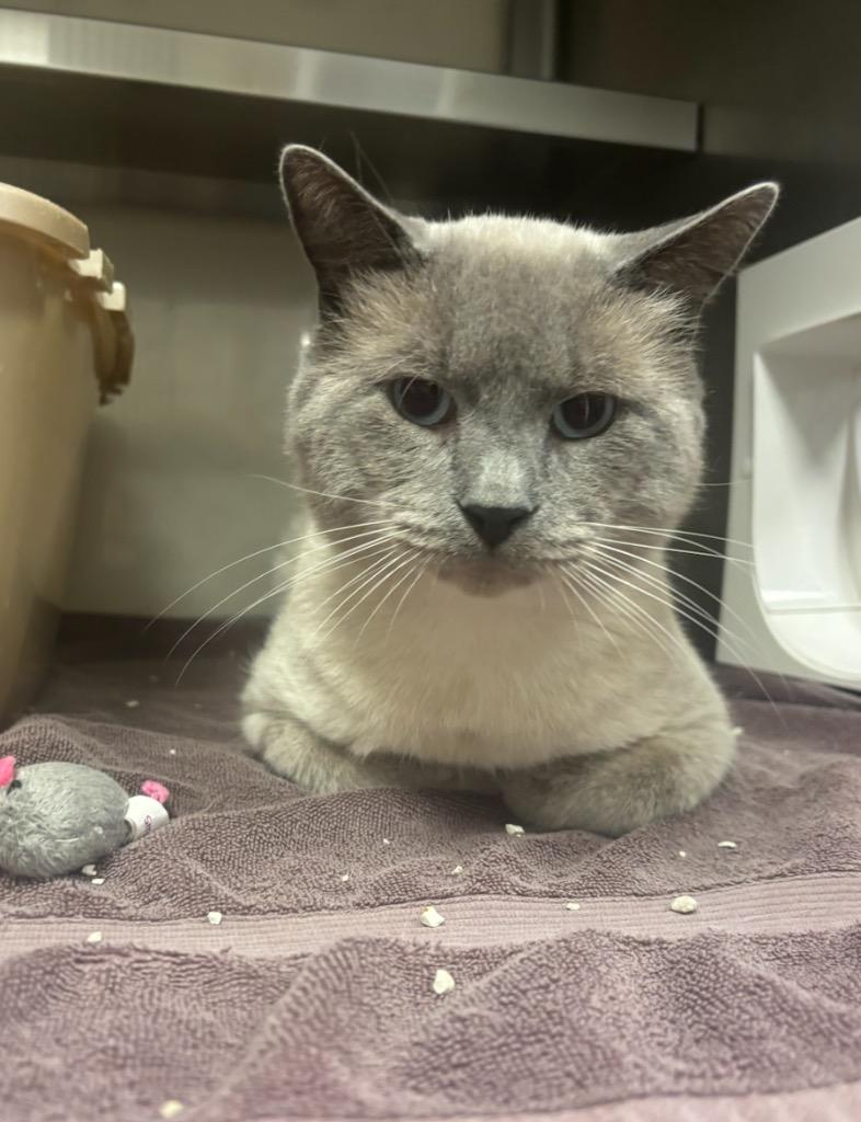 Frank, Adopted, Adult Male Siamese.
