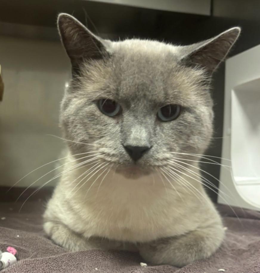 Enlarge Frank, a Adopted Siamese in Liverpool, NY image 2/4