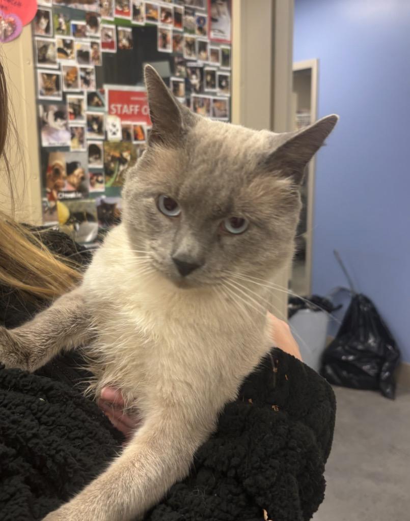 Enlarge Frank, a Adopted Siamese in Liverpool, NY image 3/4
