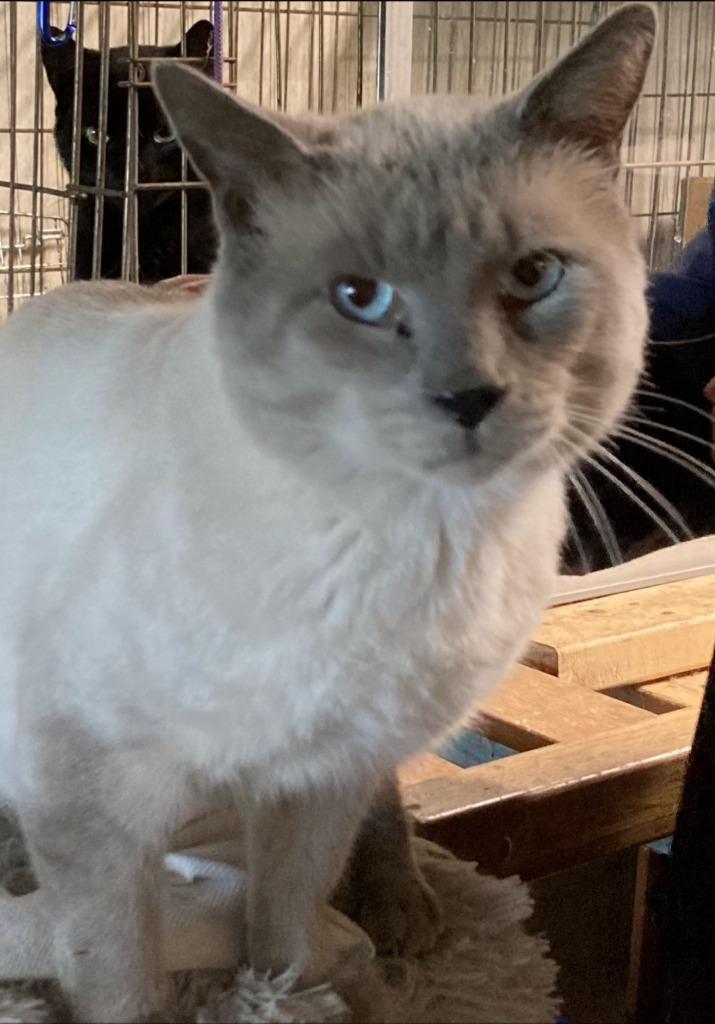 Enlarge Frank, a Adopted Siamese in Liverpool, NY image 4/4