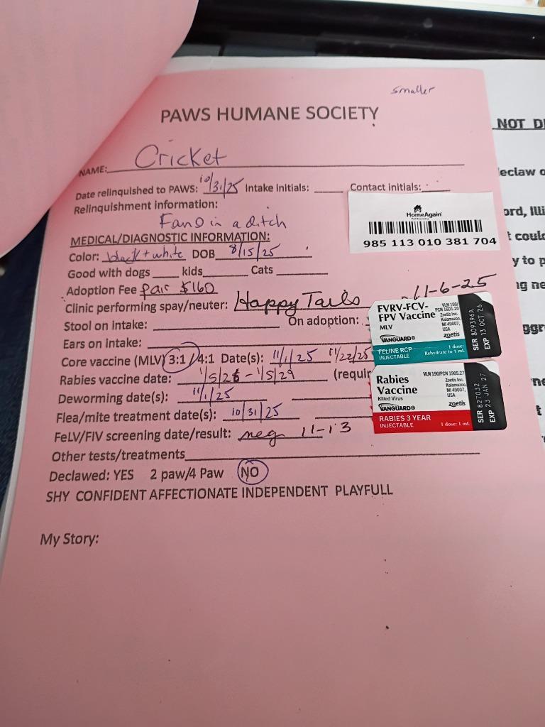 Enlarge Cricket & Harper, a Adopted mixed breed in Rockford, IL image 1/4