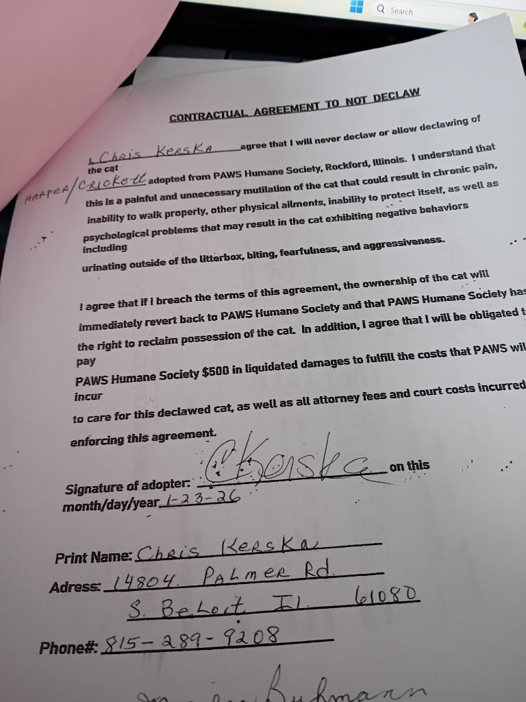 Enlarge Cricket & Harper, a Adopted mixed breed in Rockford, IL image 2/4