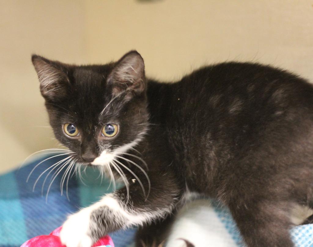 Enlarge Cricket & Harper, a Adopted mixed breed in Rockford, IL image 3/4