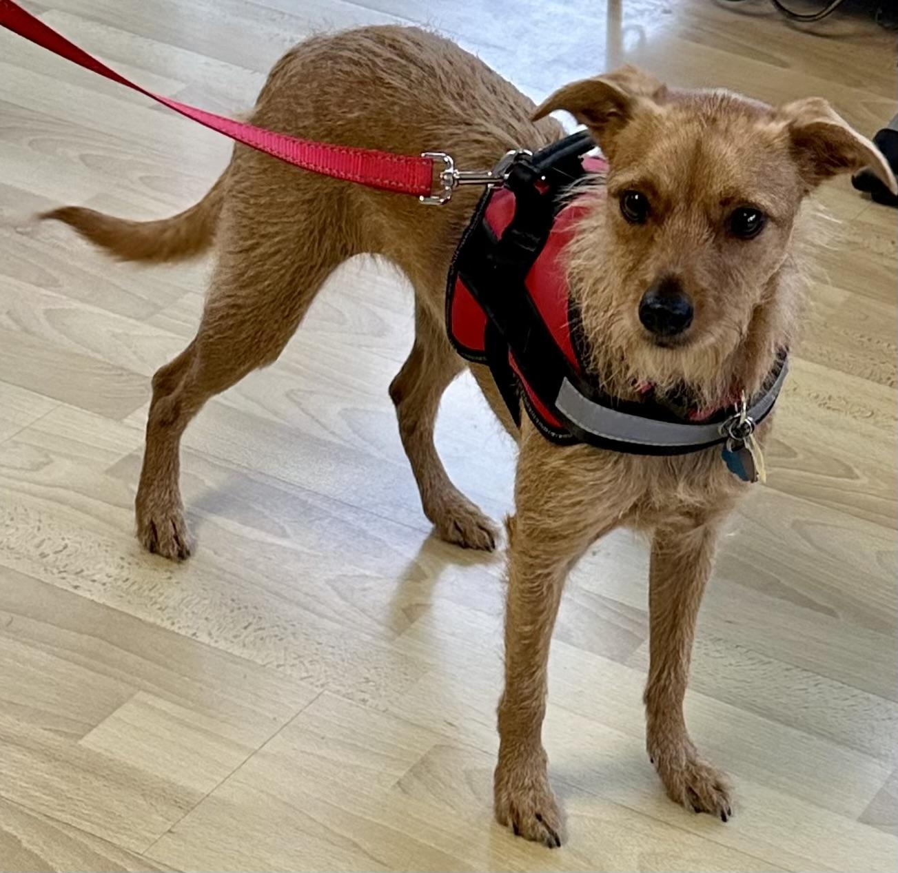 Enlarge Emmy, a Adoptable mixed breed in Fremont, CA image 1/6