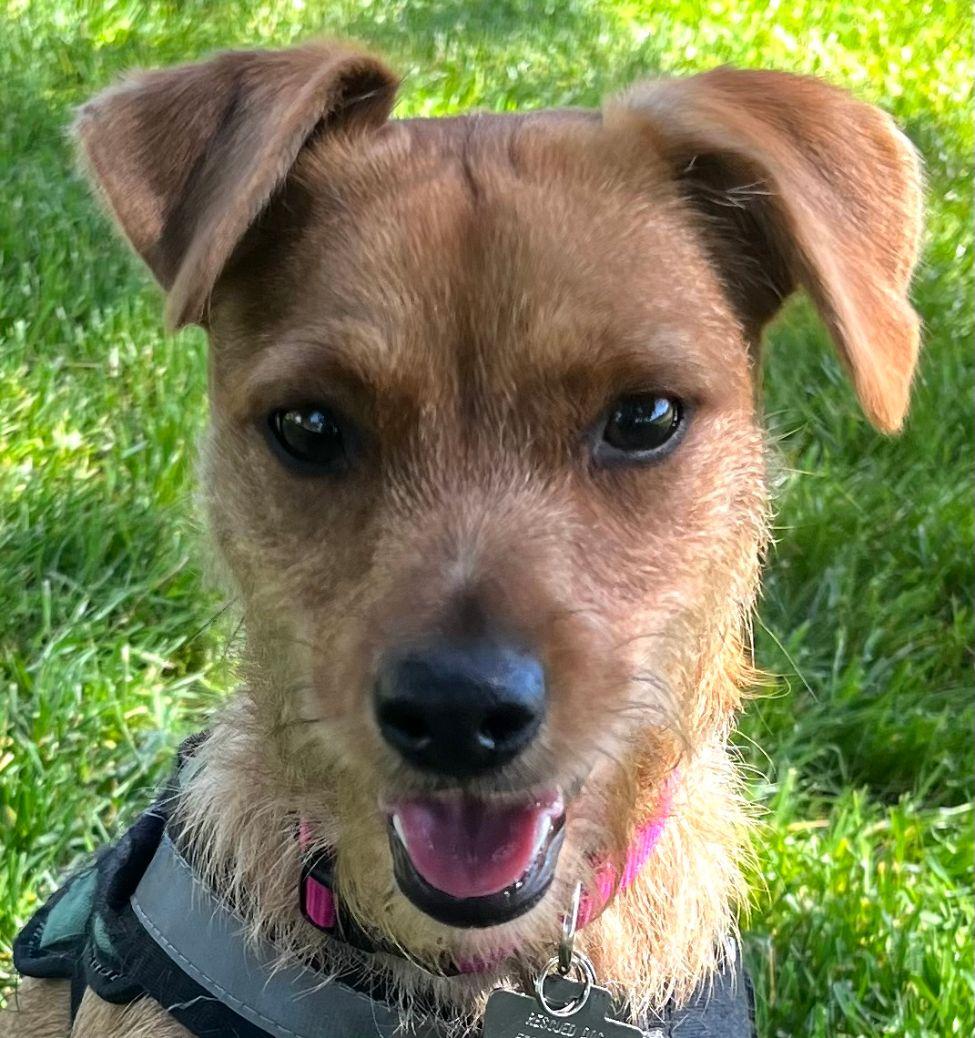 Emmy, Adoptable, Young Female Terrier.