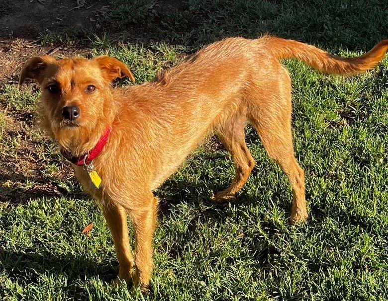 Emmy, a Adoptable mixed breed in Fremont, CA image 5/5