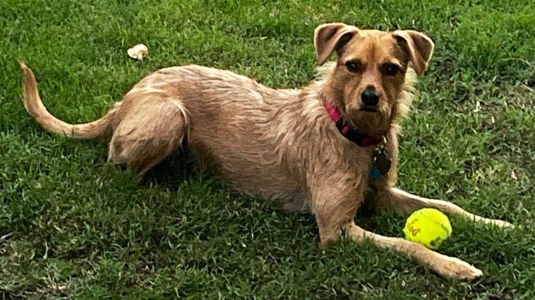 Emmy, a Adoptable mixed breed in Fremont, CA image 2/5