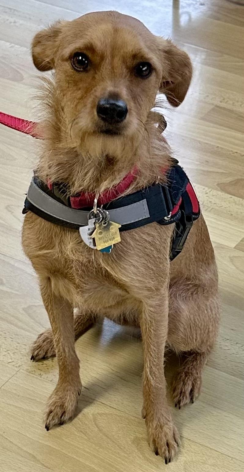 Enlarge Emmy, a Adoptable mixed breed in Fremont, CA image 3/6