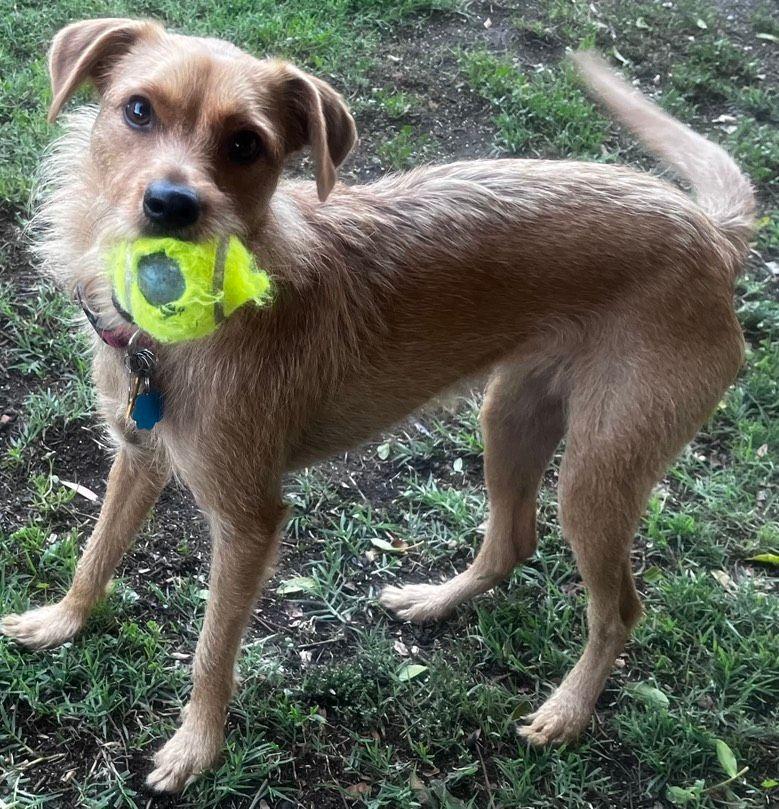 Emmy, a Adoptable mixed breed in Fremont, CA image 4/5