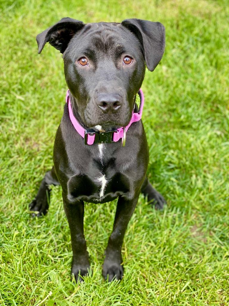 Brooke, Adoptable, Young Female Labrador Retriever & Mixed Breed.