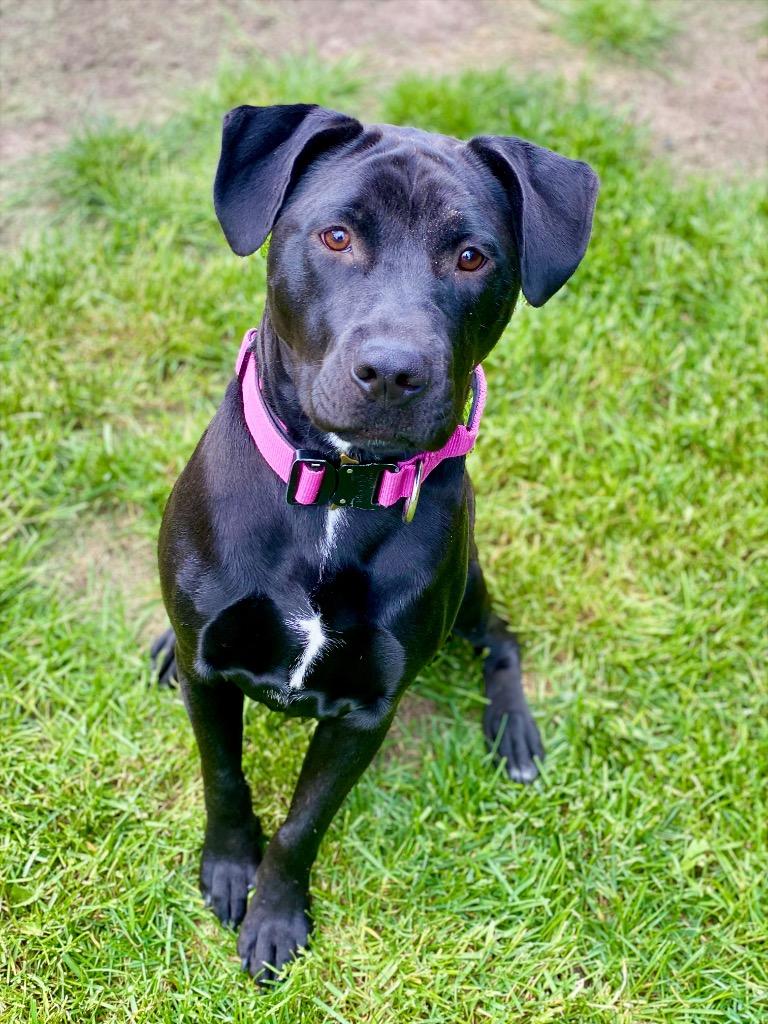 Enlarge Brooke, a Adoptable mixed breed in Urbandale, IA image 2/3