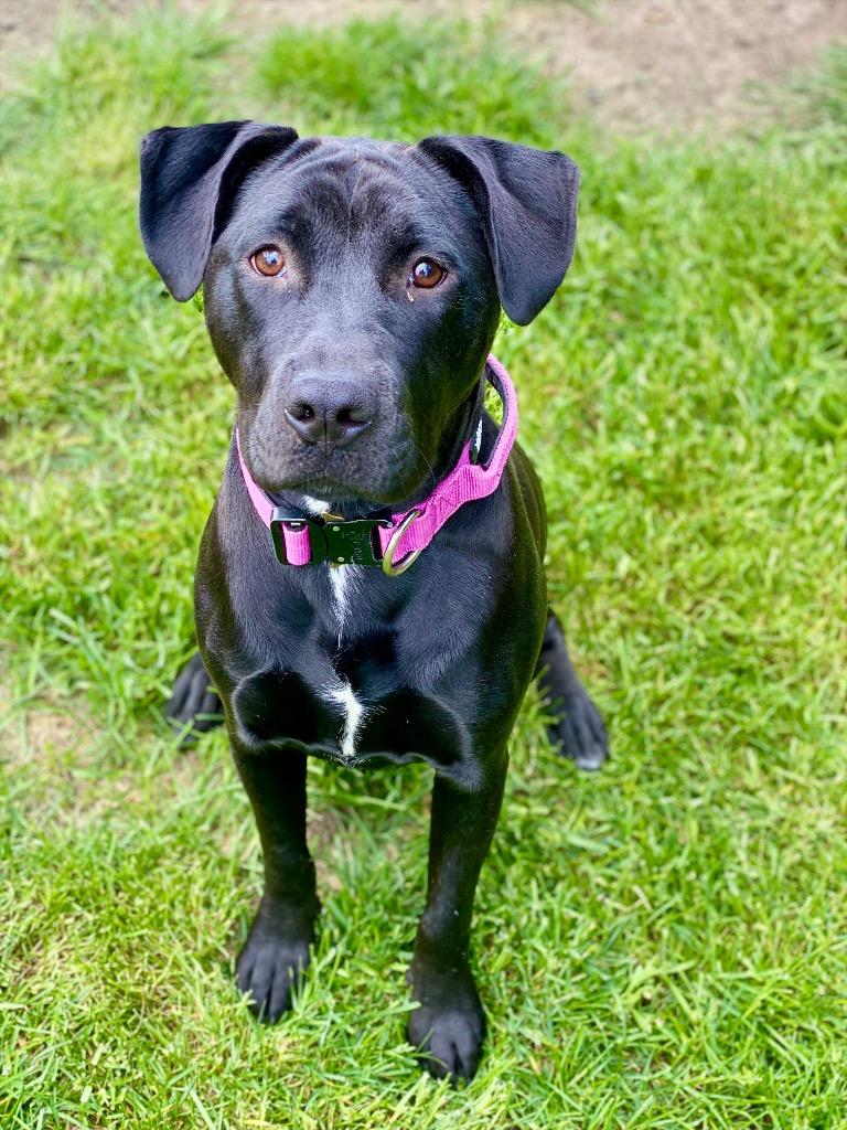 Enlarge Brooke, a Adoptable mixed breed in Urbandale, IA image 3/3