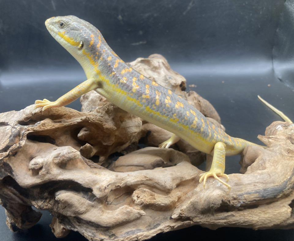 Enlarge Loki, an adopted Lizard in Palmerton, PA image 1/4