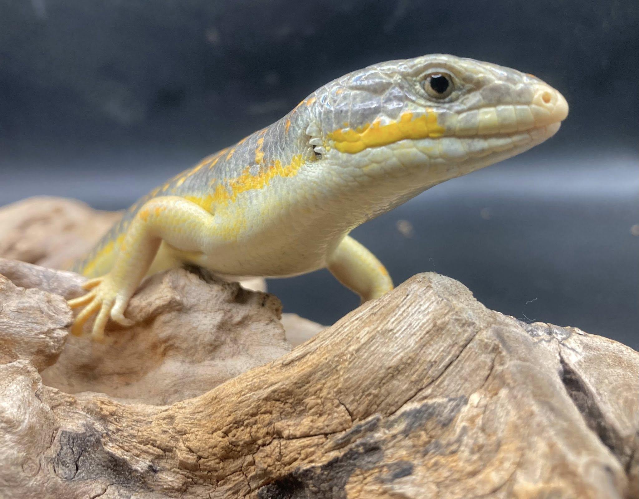 Enlarge Loki, an adopted Lizard in Palmerton, PA image 2/4