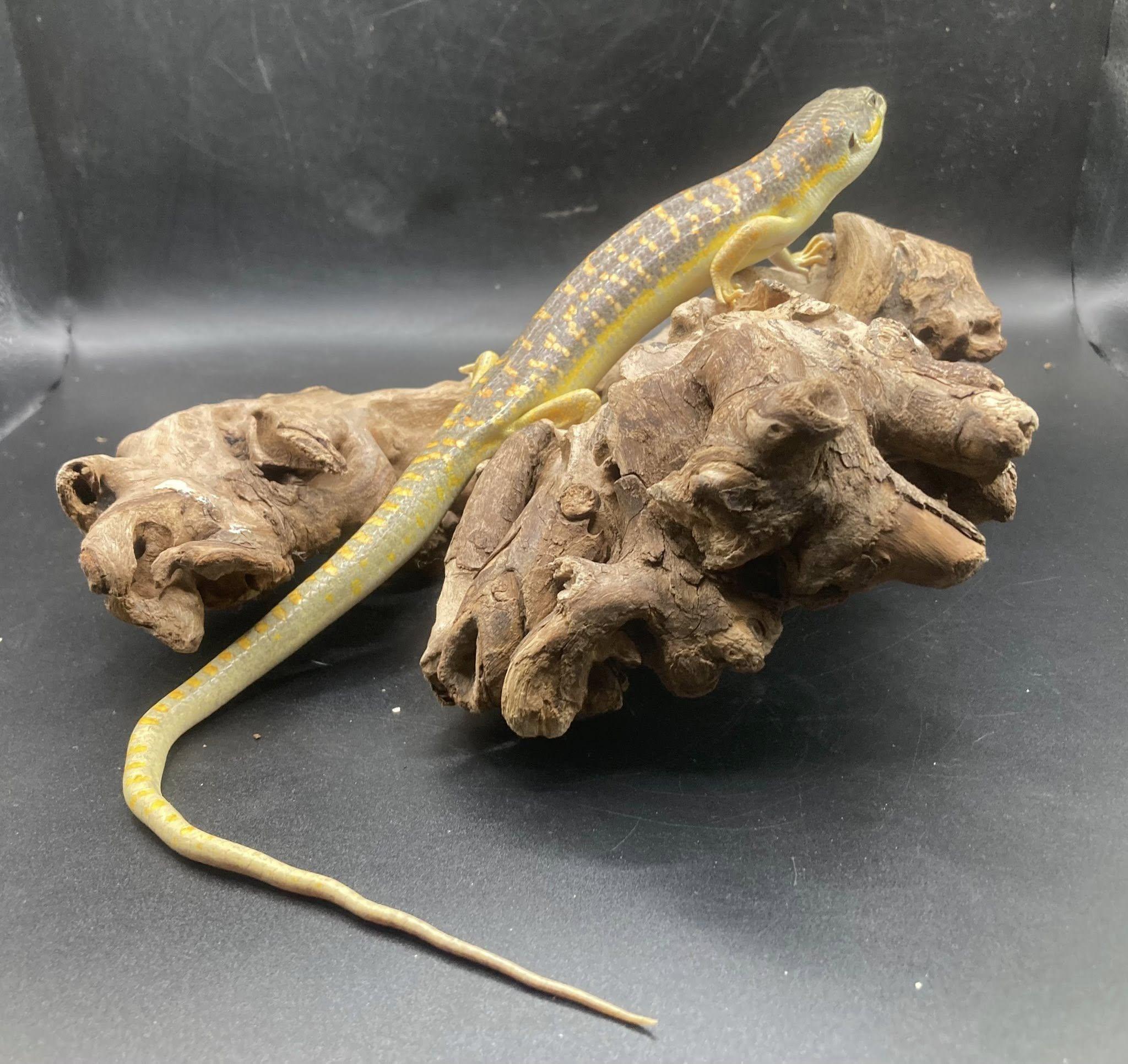 Enlarge Loki, an adopted Lizard in Palmerton, PA image 3/4