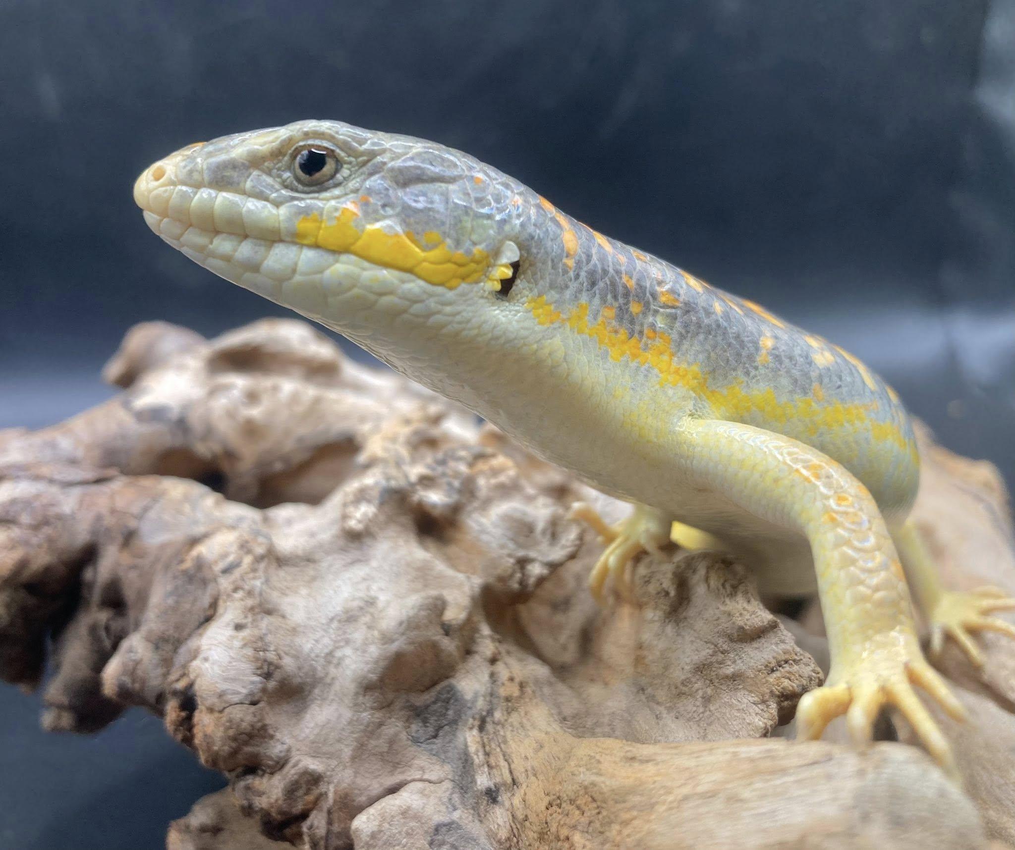 Enlarge Loki, an adopted Lizard in Palmerton, PA image 4/4