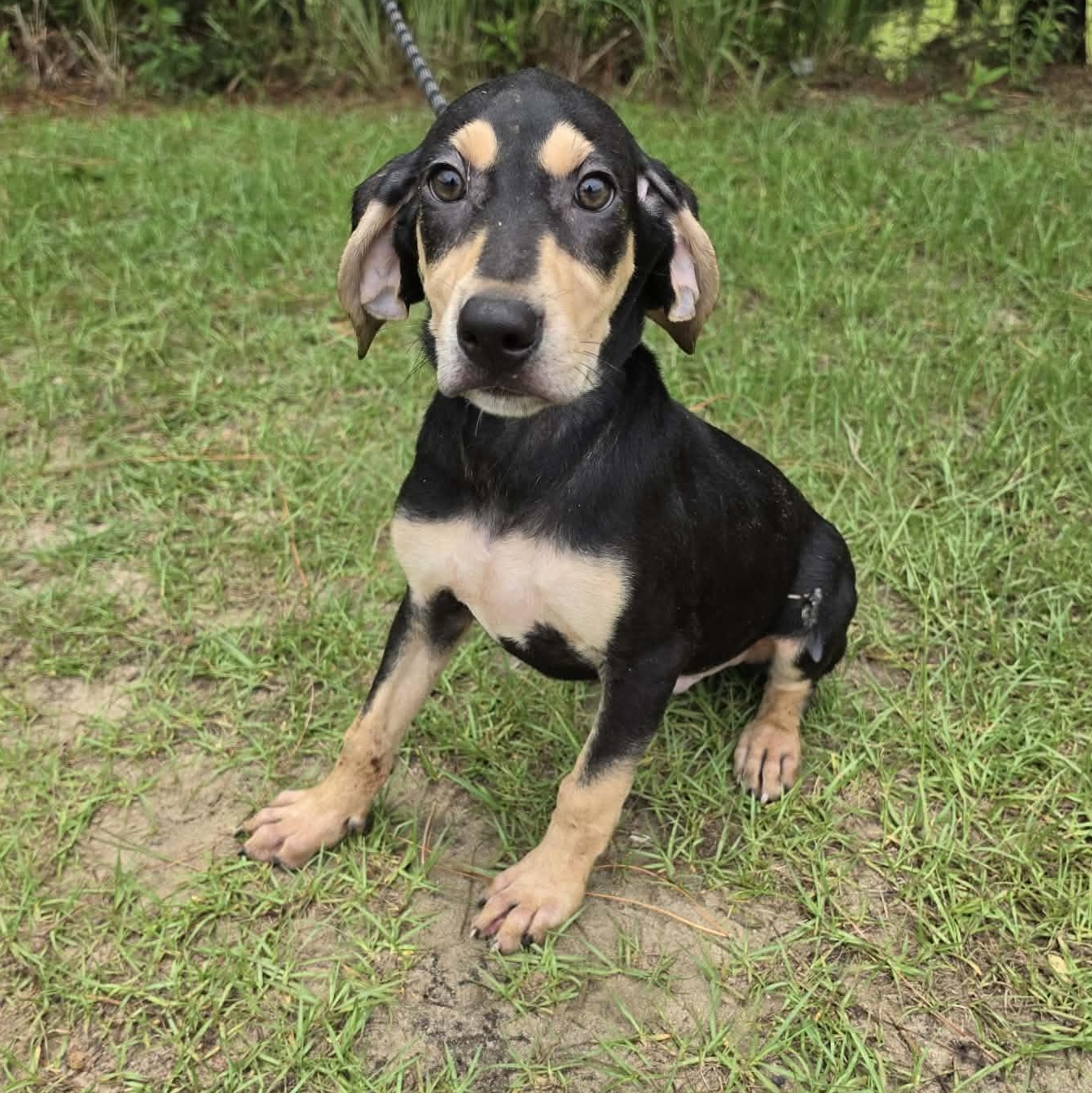 Travis, Adoptable, Puppy Male Treeing Walker Coonhound & Labrador Retriever.