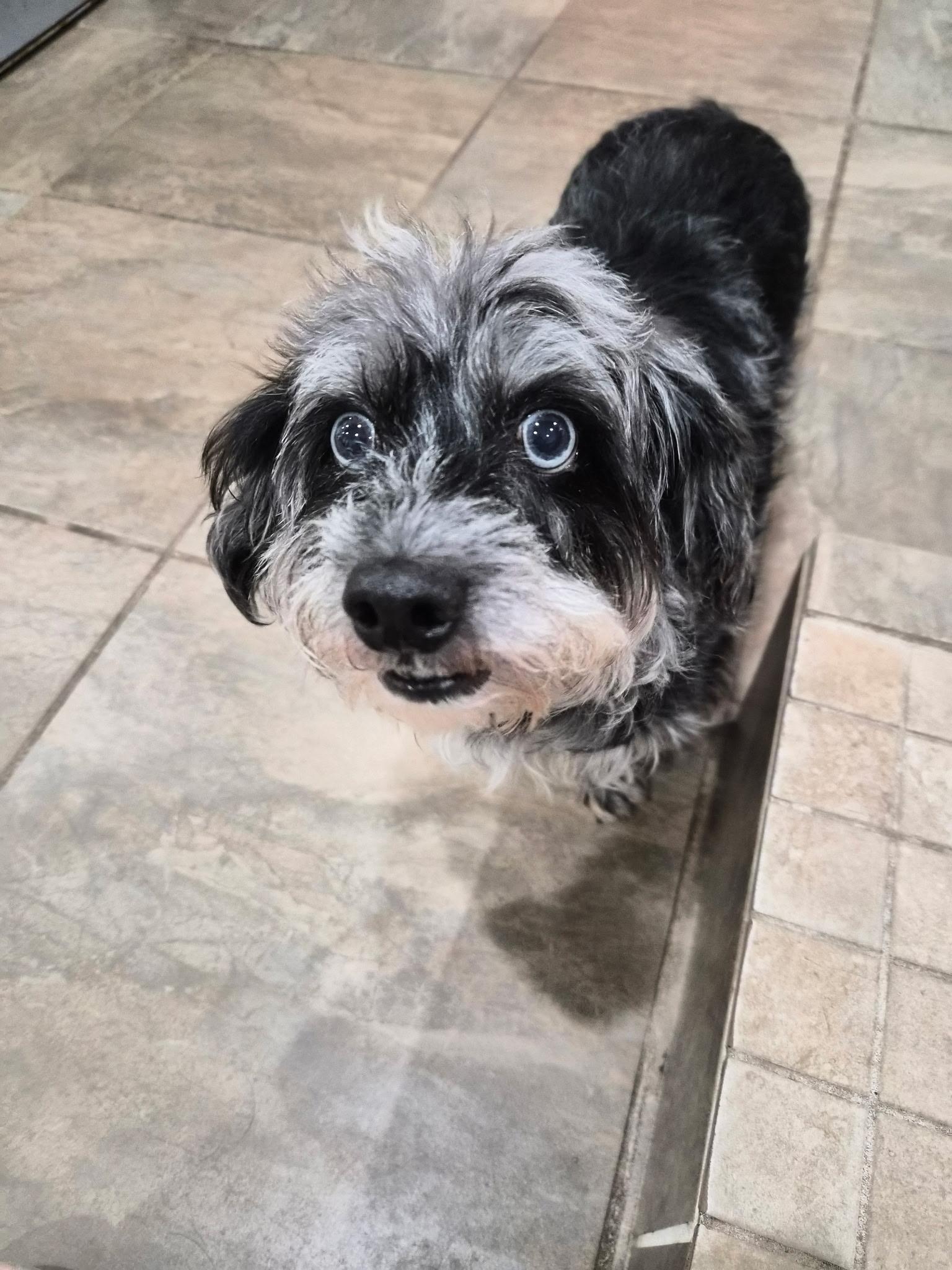 Chico, ADOPTABLE, Adult Male Dachshund (Long Haired) & Shih Tzu.