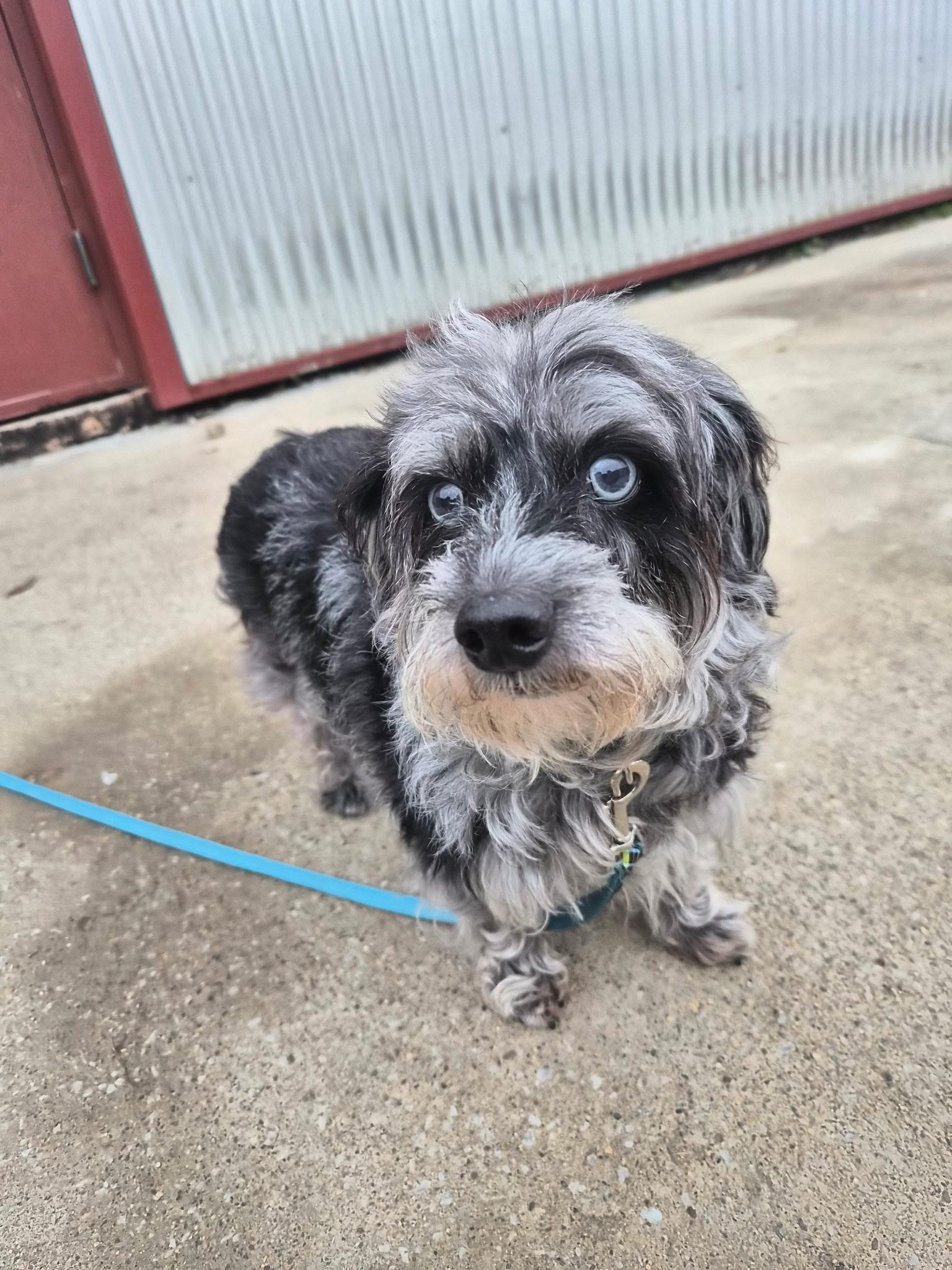 Enlarge Chico, a ADOPTABLE mixed breed in Lexington, KY image 3/3