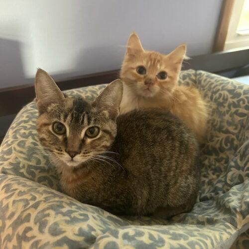 Scarlett, Adoptable, Kitten Female Domestic Short Hair.