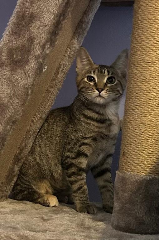 Enlarge Scarlett, a Adoptable Domestic Short Hair in Kirksville, MO image 2/3