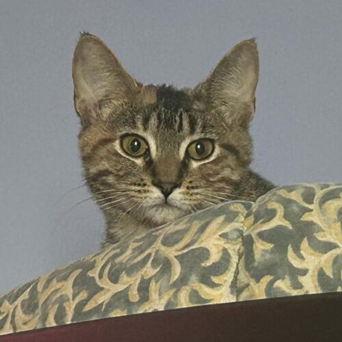 Enlarge Scarlett, a Adoptable Domestic Short Hair in Kirksville, MO image 3/3