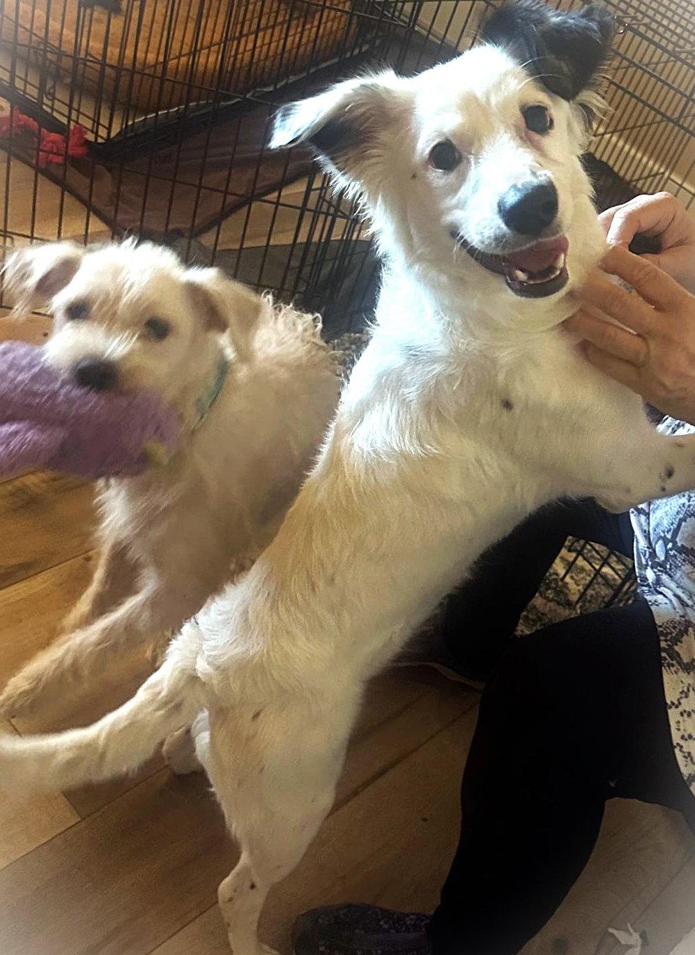 Juniper, Adoptable, Puppy Female Australian Shepherd.