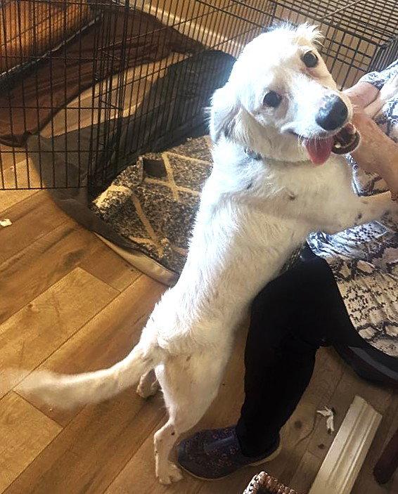 Enlarge Juniper, a Adoptable Australian Shepherd in Fallbrook, CA image 2/3