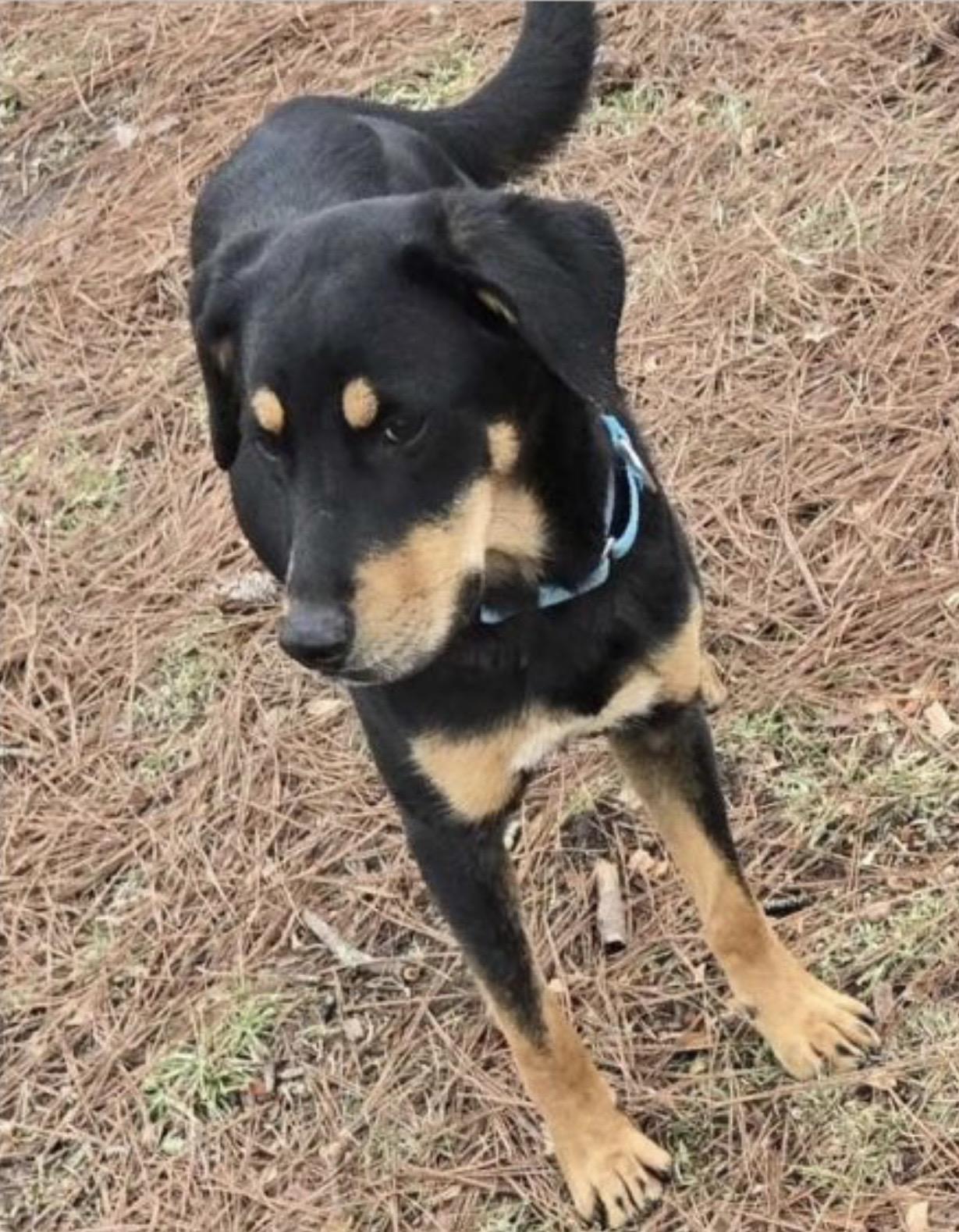 Enlarge Gunner, a other mixed breed in Rome, GA image 1/1