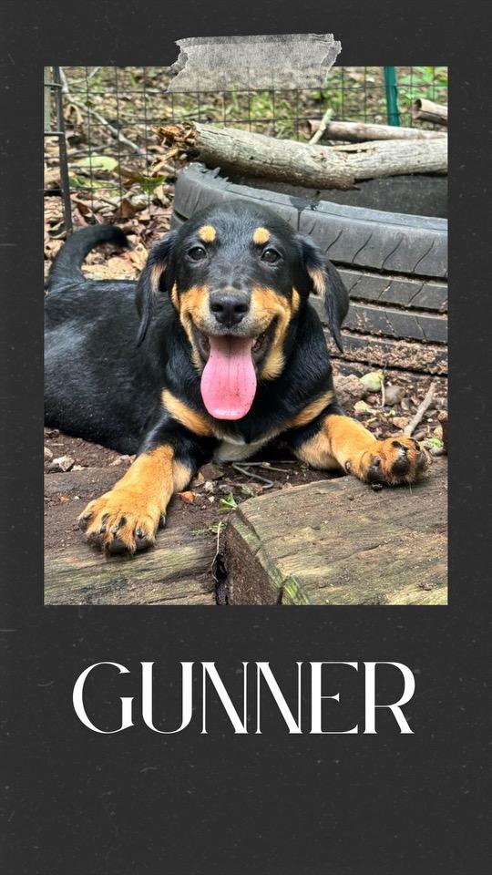 Gunner, Adoptable, Young Male Labrador Retriever.