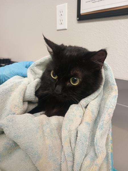 Enlarge Shadow, a Adoptable mixed breed in Vancouver, WA image 2/2