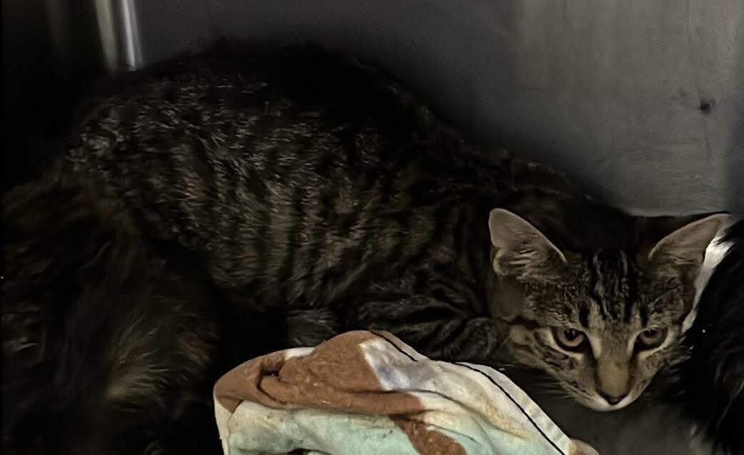Enlarge Unknown, a Adoptable Domestic Short Hair in Burgaw, NC image 1/1