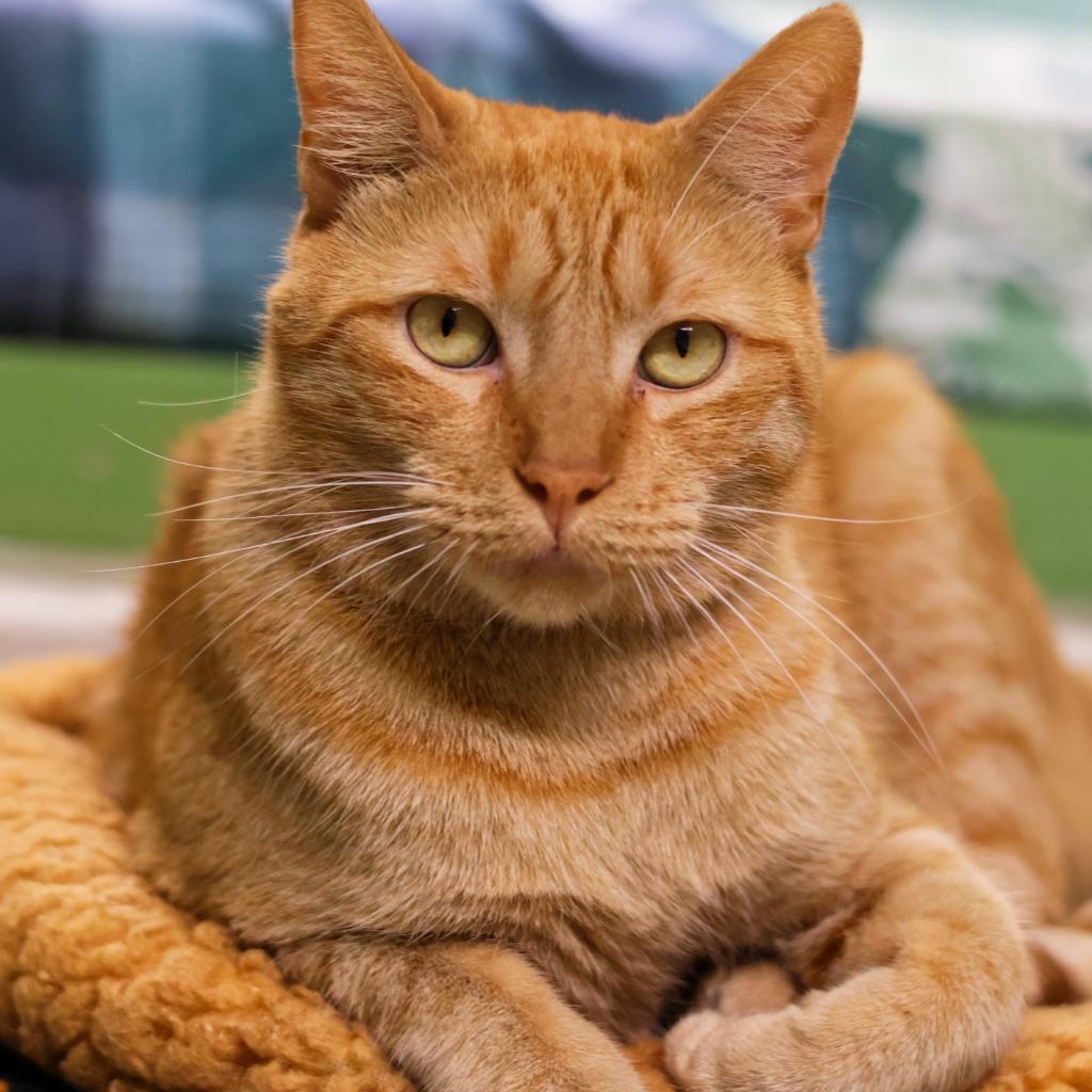 Silas, Adoptable, Adult Male Domestic Short Hair.