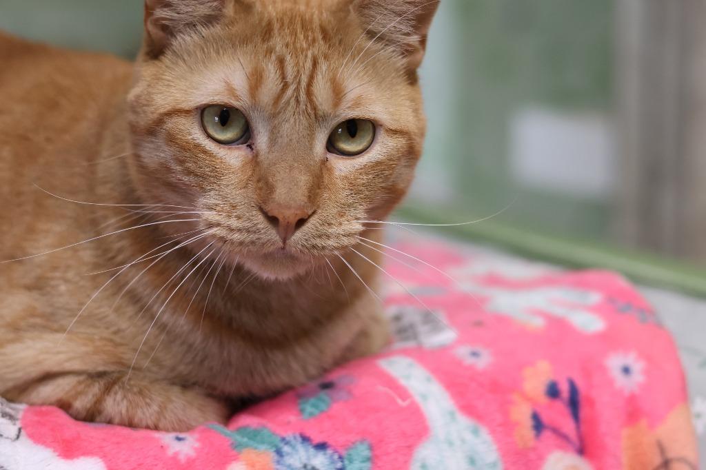Silas, Adoptable, Adult Male Domestic Short Hair.