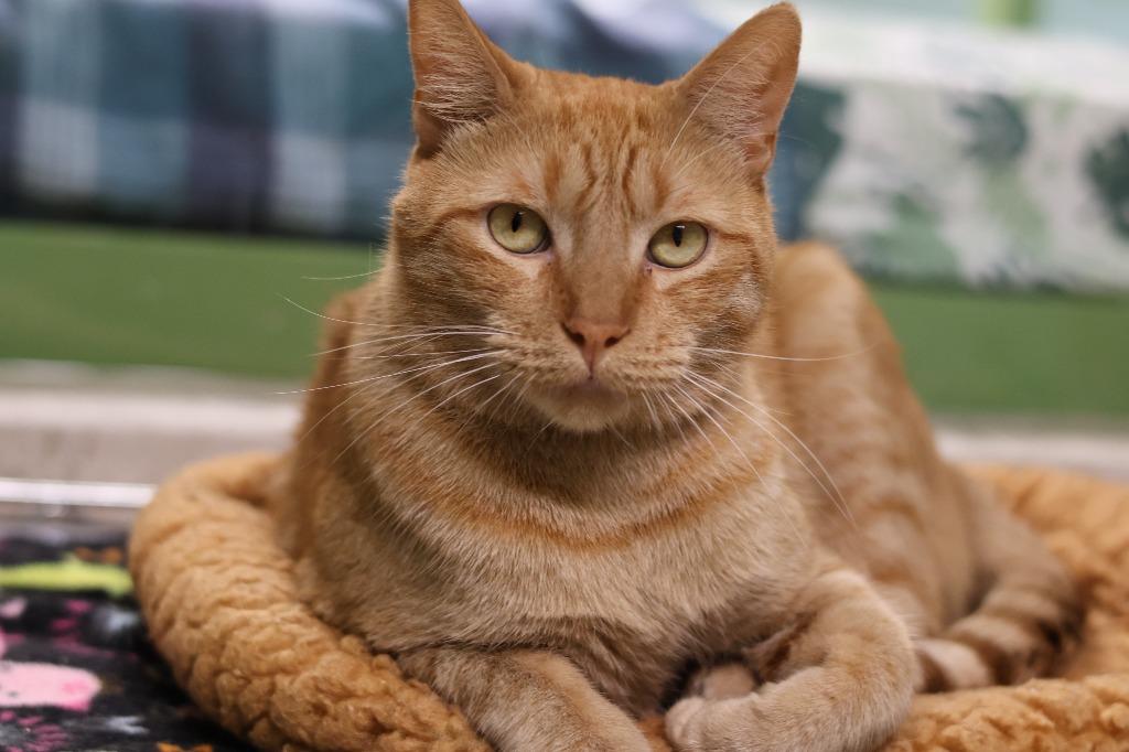 Silas, Adoptable, Adult Male Domestic Short Hair.