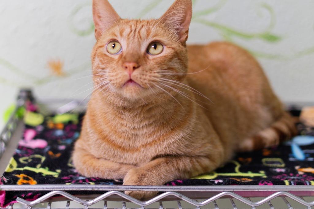 Silas, a Adoptable mixed breed in Hot Springs, AR image 3/6