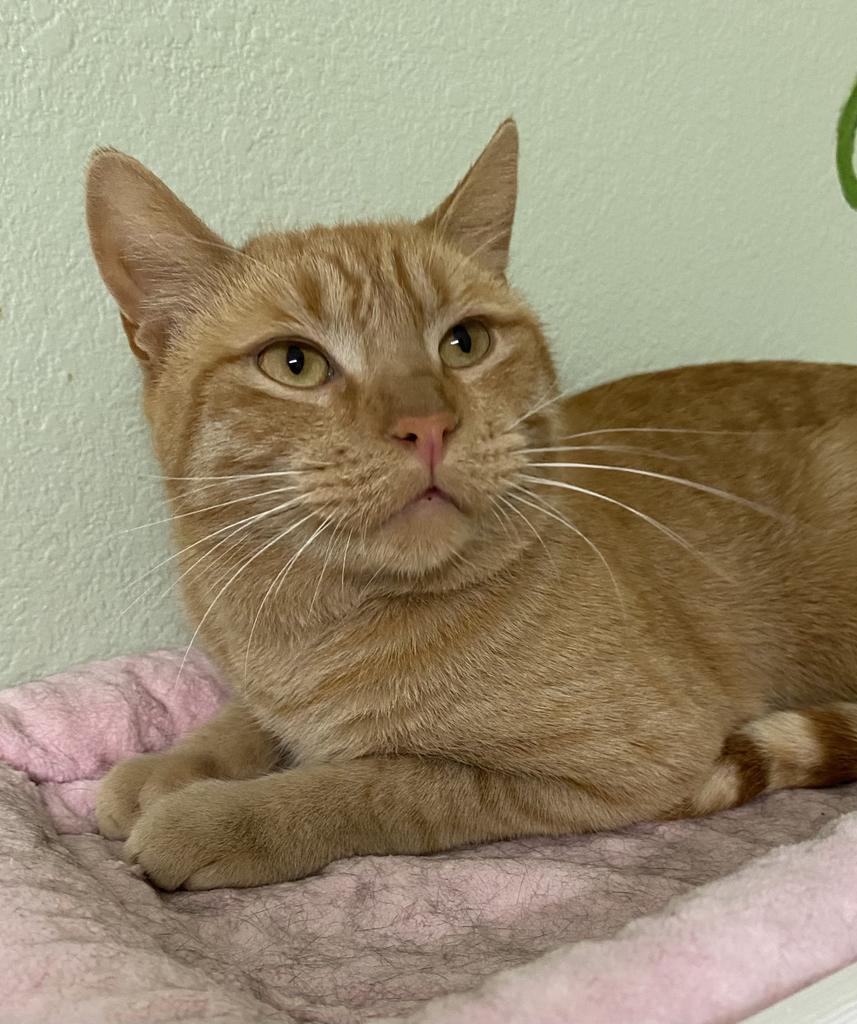 Enlarge Silas, a Adoptable mixed breed in Hot Springs, AR image 1/1