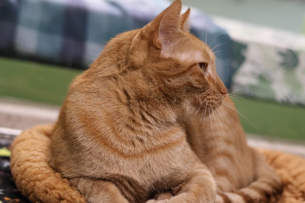 Enlarge Silas, a Adoptable mixed breed in Hot Springs, AR image 3/3