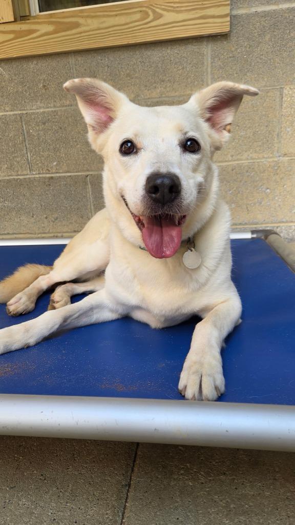 Enlarge Ziva  (former Chai), a Adoptable mixed breed in Hampton, VA image 1/3