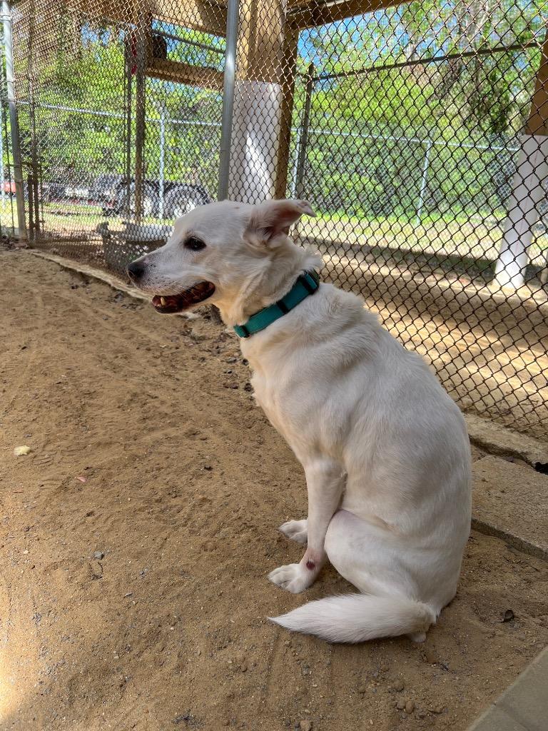 Ziva  (former Chai), Adoptable, Senior Female Canaan Dog & Mixed Breed.