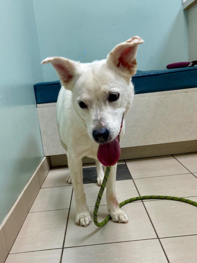 Ziva (former Chai), a Adoptable mixed breed in Hampton, VA image 2/2