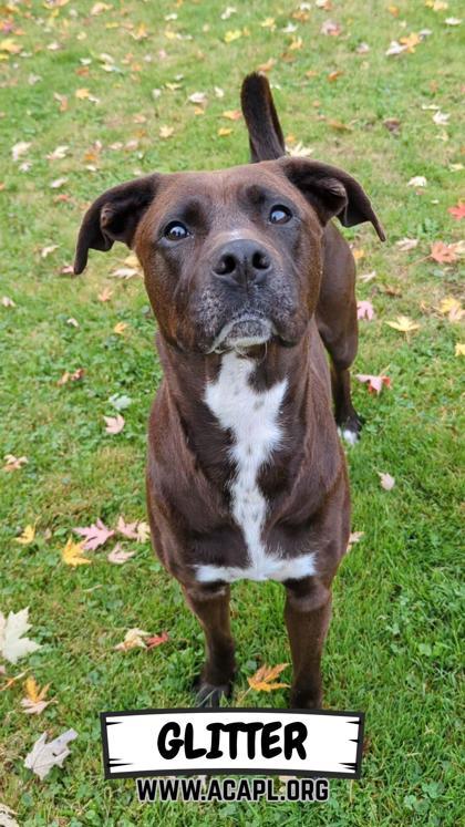 Glitter, Adoptable, Adult Female Pit Bull Terrier & Mixed Breed.