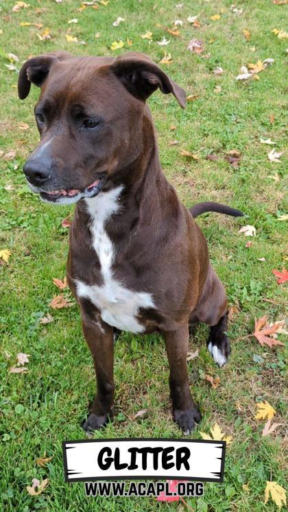 Glitter, a Adoptable mixed breed in Ashtabula, OH image 2/3