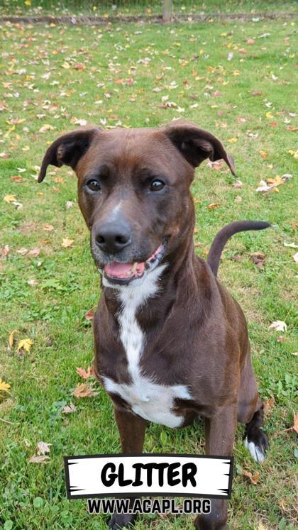 Glitter, a Adoptable mixed breed in Ashtabula, OH image 3/3