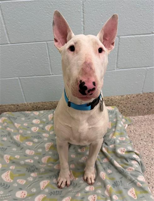 ARCHIBALD, Adoptable, Young Male Bull Terrier.