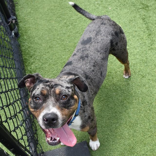 Enlarge RUBEN, a Adoptable mixed breed in Sarasota, FL image 1/1
