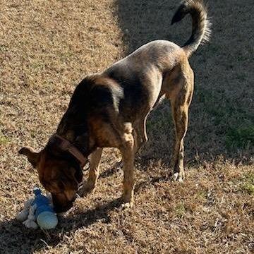 Enlarge Jack, a Adoptable Plott Hound in Enterprise, AL image 1/5