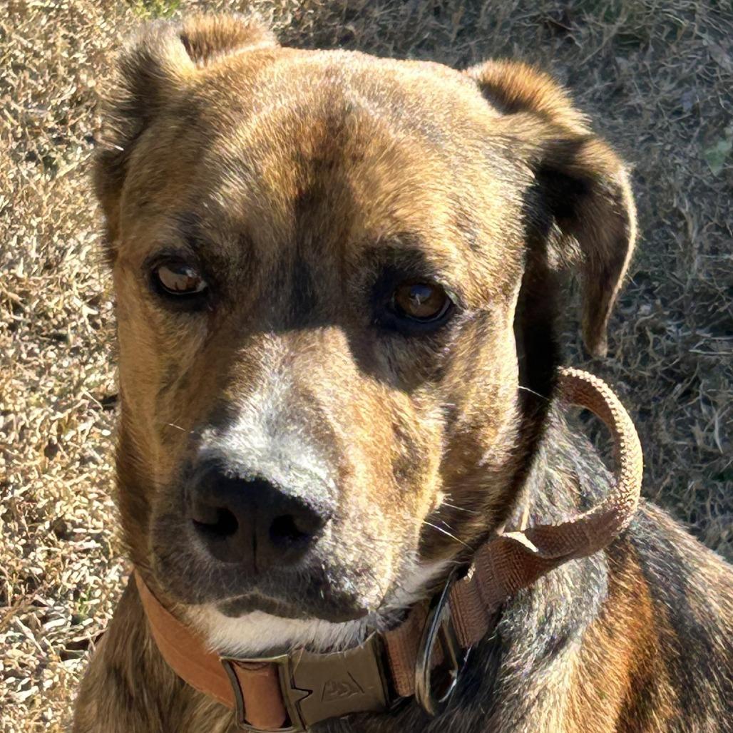 Enlarge Jack, a Adoptable Plott Hound in Enterprise, AL image 2/5